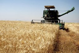 استان کردستان مقام دوم تولید گندم کشور را کسب کرد