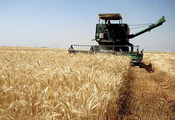 استان کردستان مقام دوم تولید گندم کشور را کسب کرد