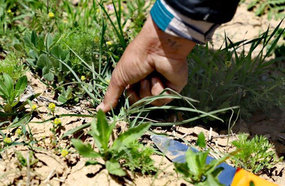 برداشت بی رویه گیاهان بومی، زنگ خطری برای طبیعت کردستان