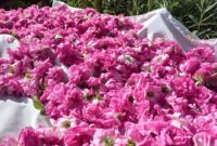 جشنواره‌ای با عطر و طعم گل محمدی