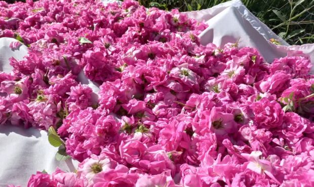 جشنواره‌ای با عطر و طعم گل محمدی