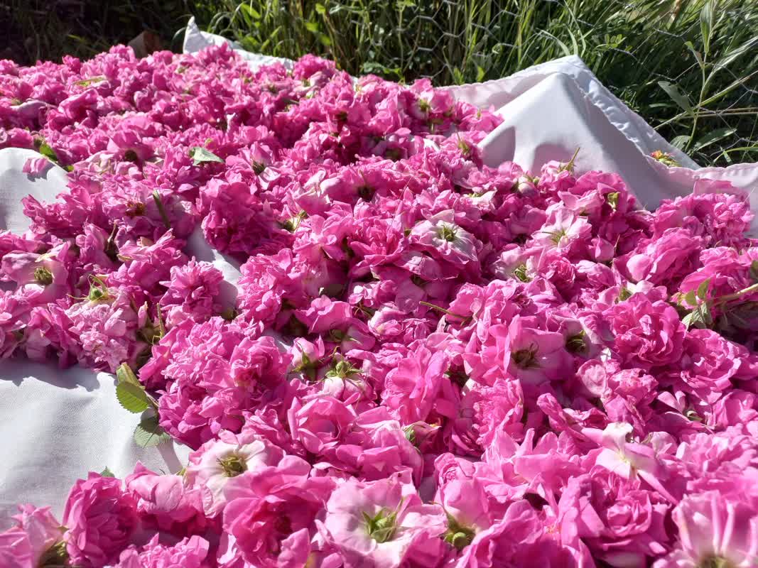 جشنواره‌ای با عطر و طعم گل محمدی
