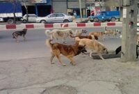 جولان سگ‌های ولگرد؛ تهدیدی برای آرامش شهروندان