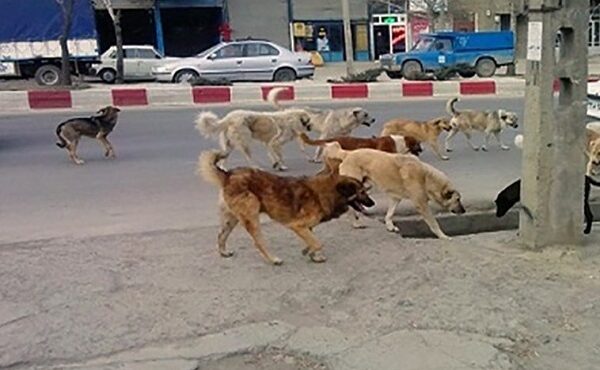 جولان سگ‌های ولگرد؛ تهدیدی برای آرامش شهروندان